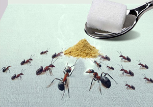 天津滅螞蟻公司