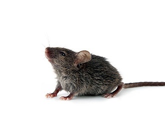 天津滅鼠公司,?幫您解決家中的鼠患問題。